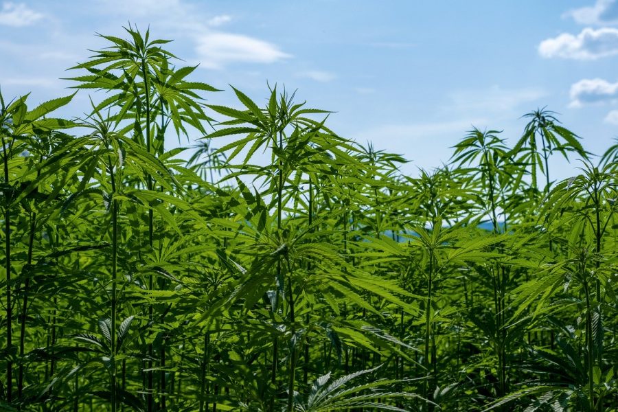 hemp products south africa legal pix