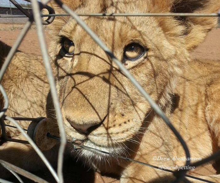 woman killed by lions south africa