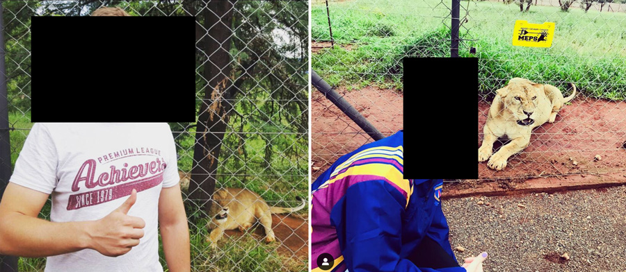 lions kill woman south africa