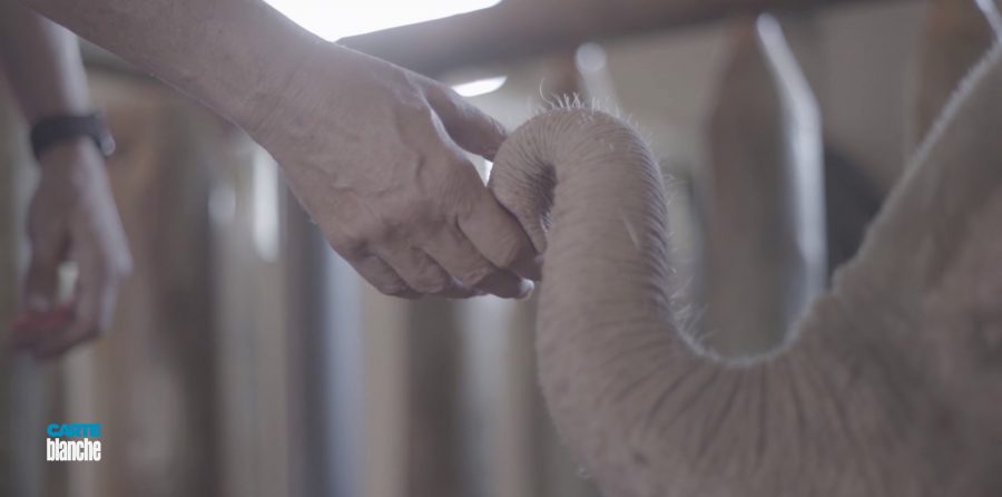 meeting rare white albino elephant south africa