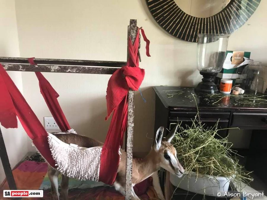 missy springbok baby in sling