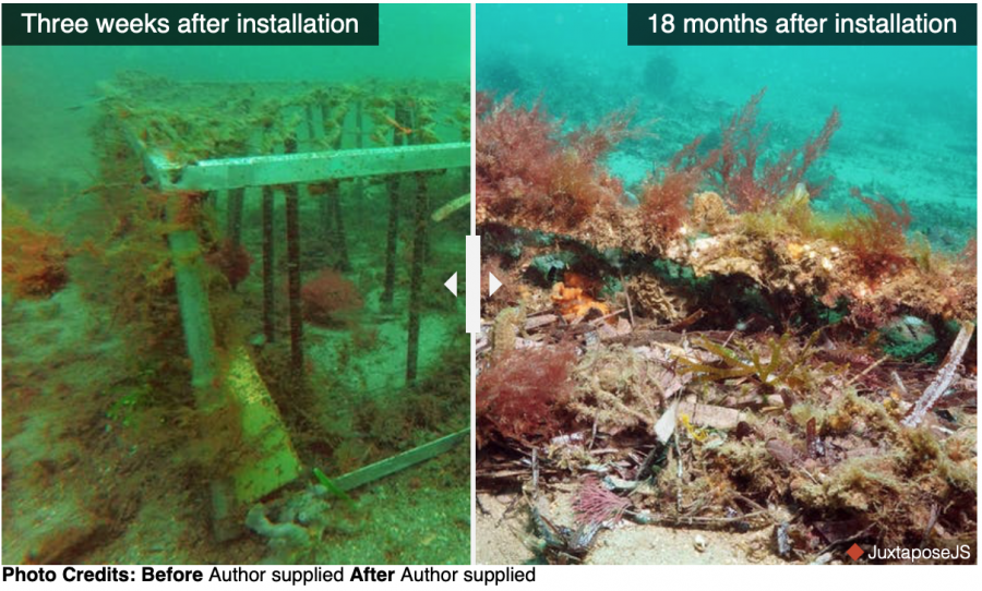 Seahorse hotels are magnets for marine growth.