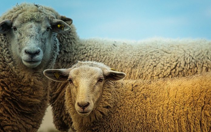 sheep-ship south africa kuwait 3727049_1280