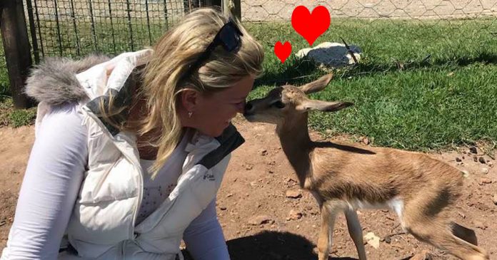 stilbaai-farmer-nurses-baby-springbok-th stilbaai-farmer-nurses-baby-springbok-th