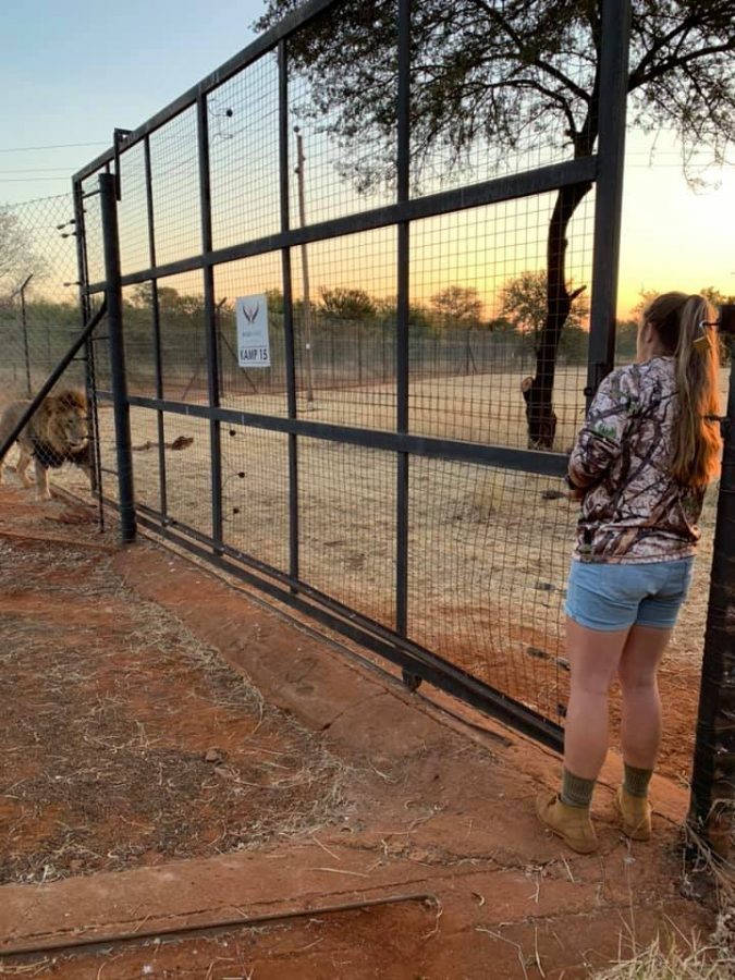 swane van wyk near lion