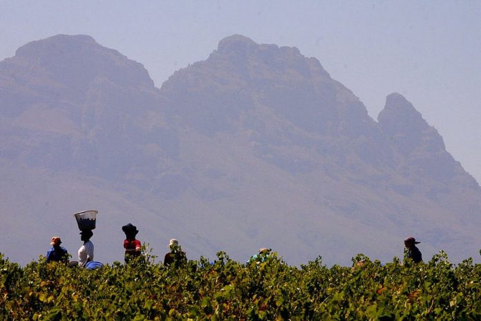 wine farm