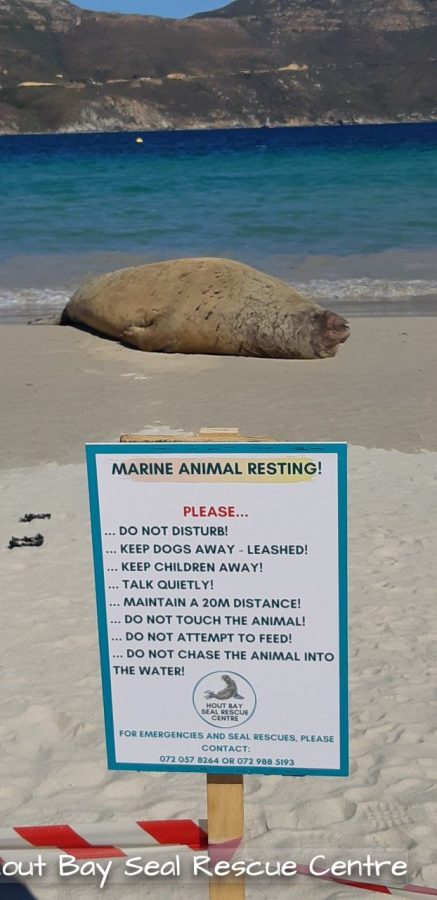 Elephant Seal at Hout Bay beach
