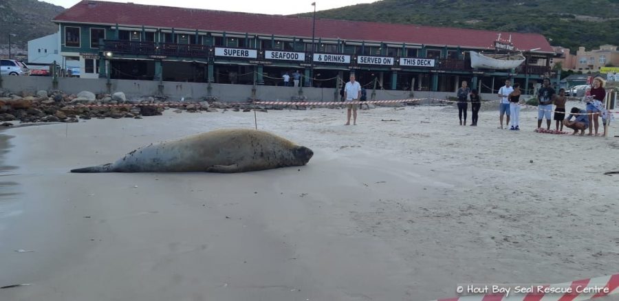 Elephant Seal at Hout Bay beach