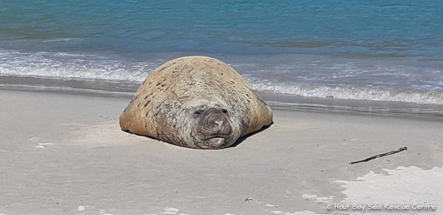 Elephant Seal at Hout Bay beach