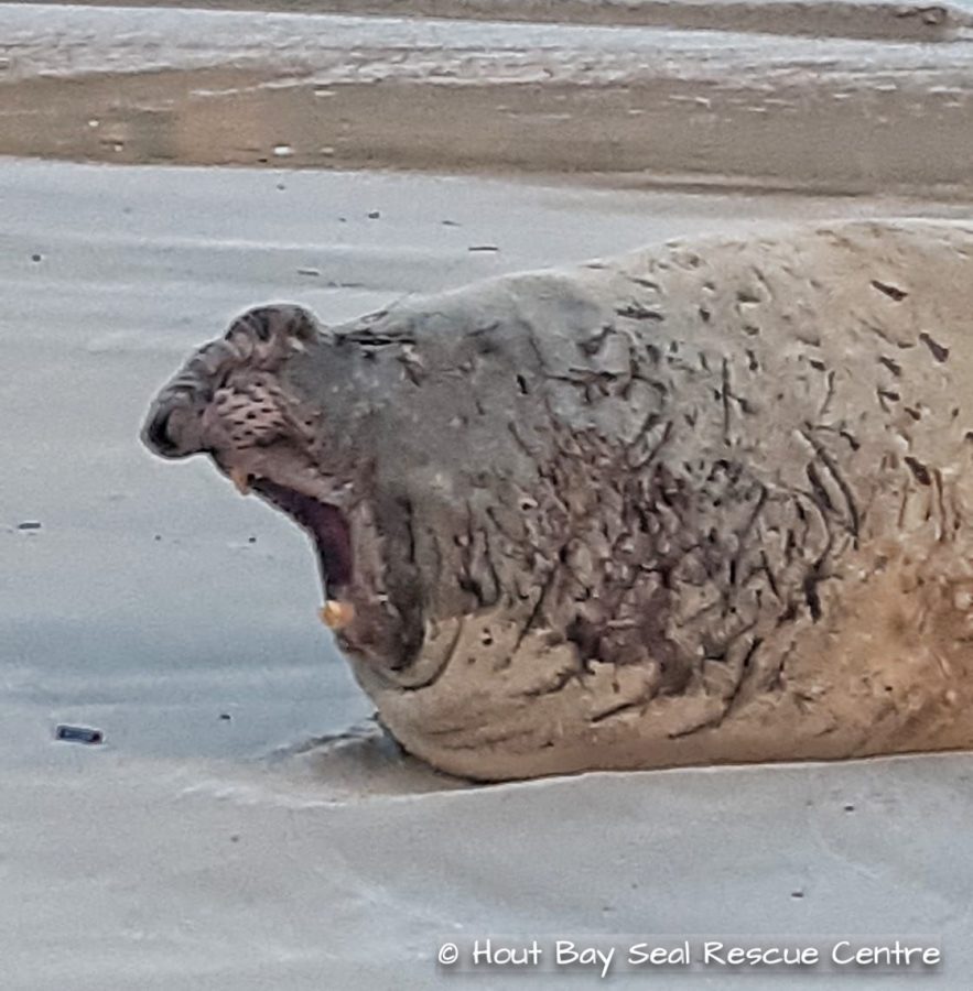 The Elephant Seal at Hout Bay beach 