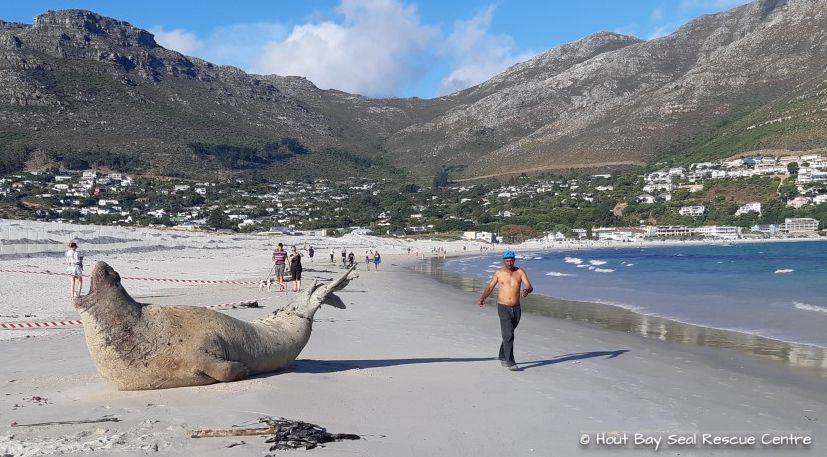 Elephant Seal at Hout Bay beach