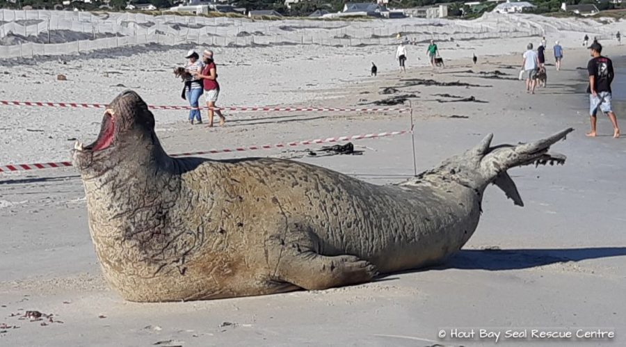 Elephant Seal at Hout Bay beach