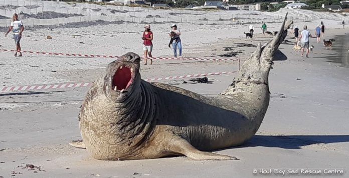 Elephant Seal at Hout Bay beach Elephant Seal at Hout Bay beach