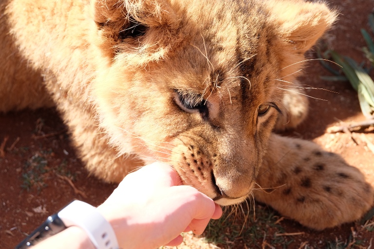 Hit 'Tiger King' Series Turns Spotlight on Lion Cub Tourist Scam -  