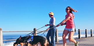 dog walk cape town