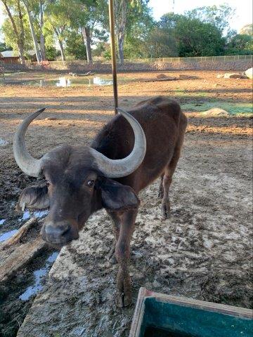 bloemfontein zoo animals