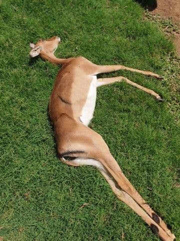 bloemfontein zoo animals