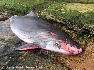 dwarf sperm whale