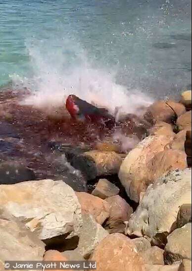 seal attacks dwarf sperm whale