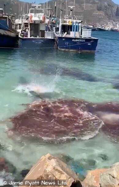 seal attacks dwarf sperm whale on rocks hout bay south africa