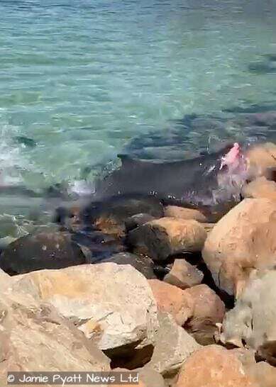 dwarf sperm whale on rocks hout bay south africa