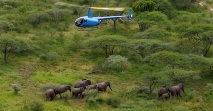 elephant-herd-face-culling-shot-kzn-south-africa elephant herd face culling kzn south africa