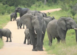 elephants kruger sanparks game parks open coronavirus