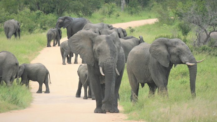 elephants kruger sanparks closes coronavirus elephants kruger sanparks game parks open coronavirus