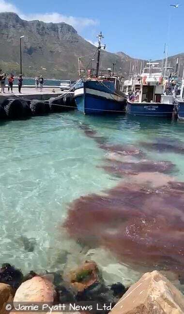 seal attack hout bay harbour south africa