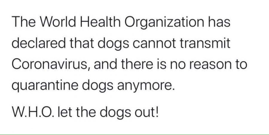 coronavirus who joke with dogs
