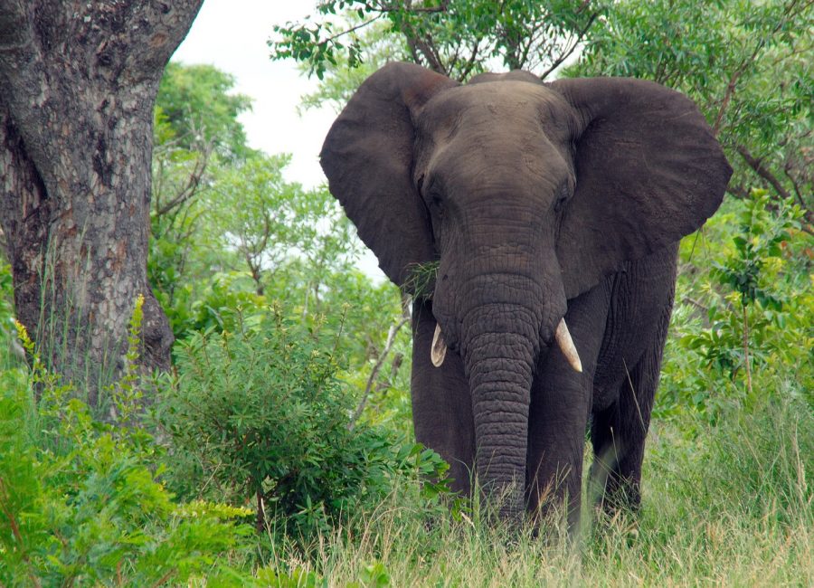 kruger park french tourist coronavirus