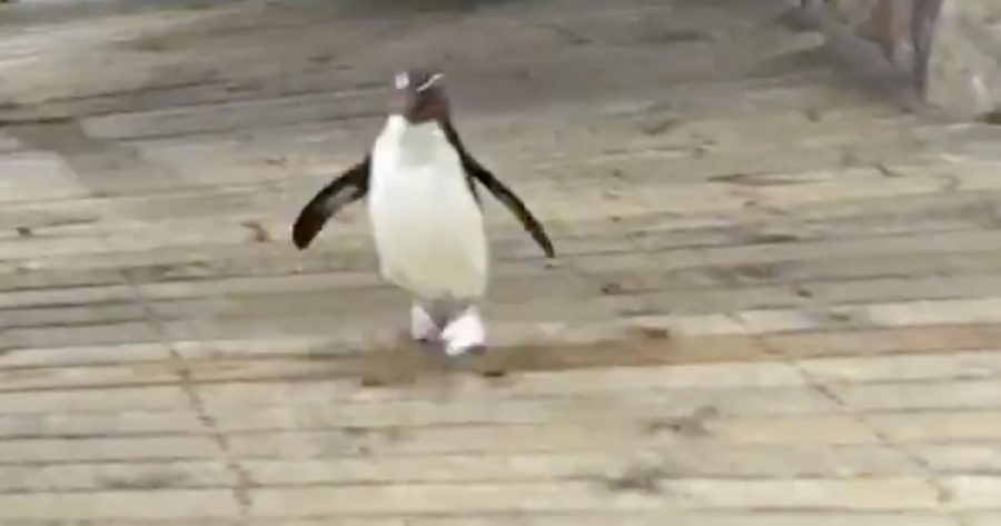 penguin-jumps-joy-south-africa-two-oceans-aquarium