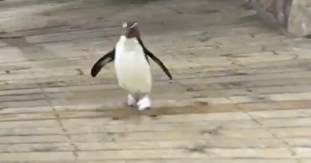 penguin-jumps-joy-south-africa-two-oceans-aquarium