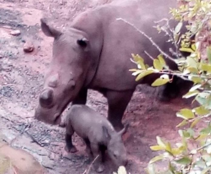 rhino 2