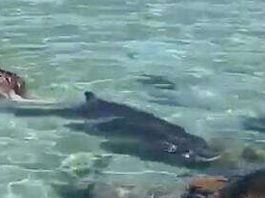seal-chasing-dwarf-sperm-whale-th