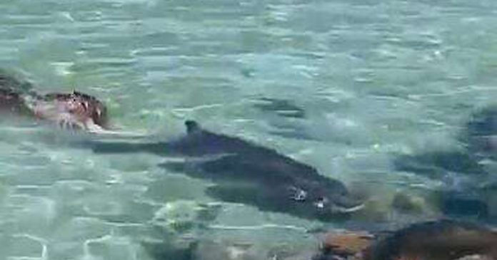 seal-chasing-dwarf-sperm-whale-th seal-chasing-dwarf-sperm-whale-th