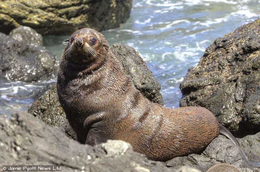 cape fur seal