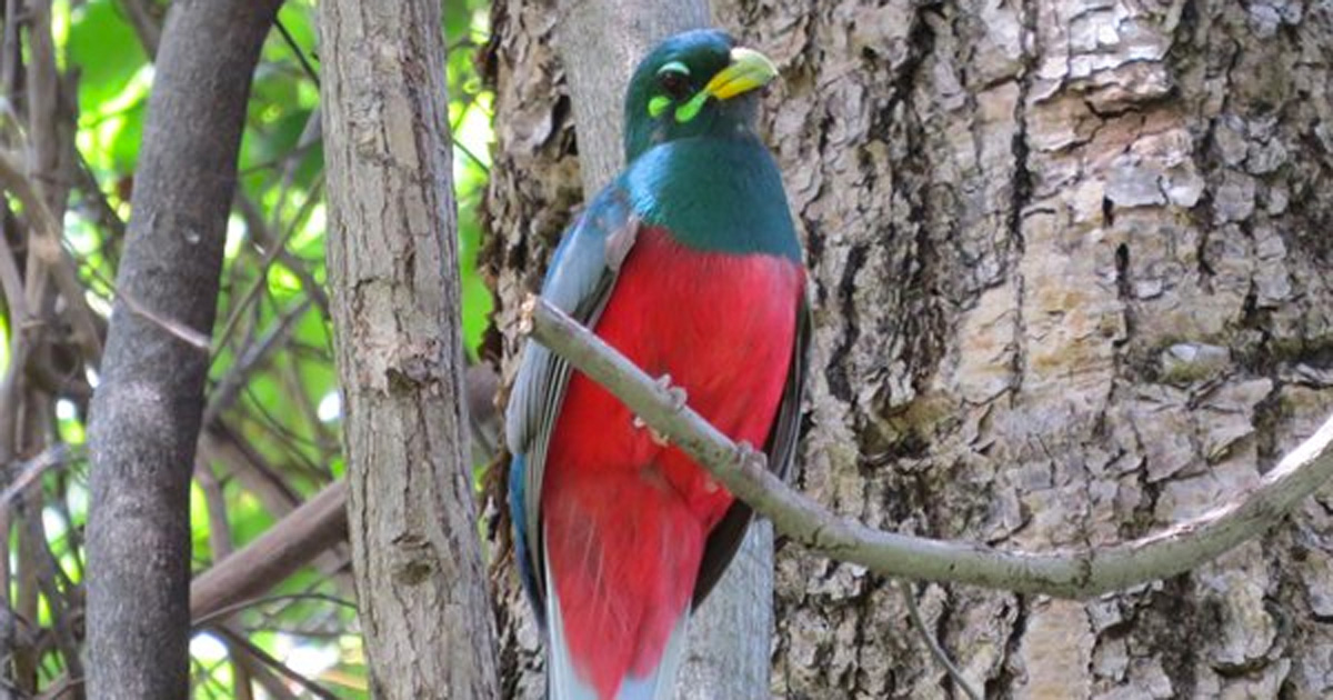 story zimbabwe campfire cathy buckle