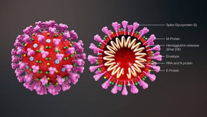 3D_medical_animation_coronavirus_structure_huge_huge