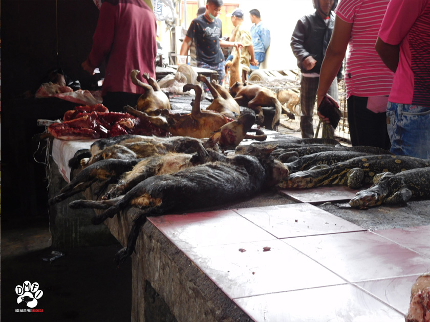 Dogs Wildlife Wet Market in Indonesia