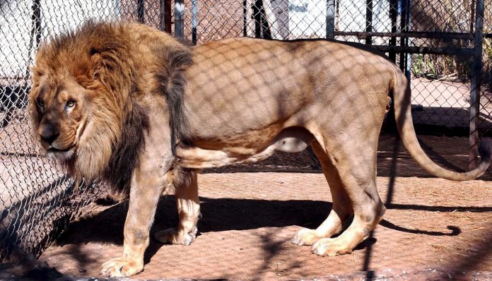 MolewaResponse-captive-lions-hunting-_subbed