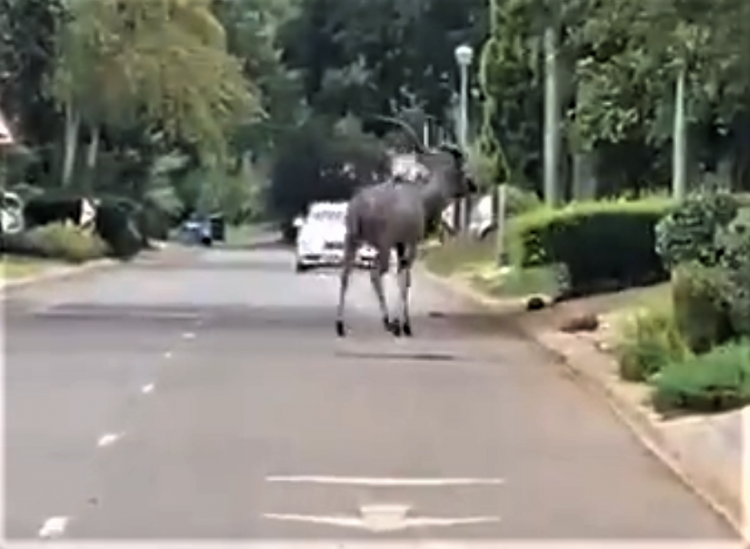 kudu pretoria south africa antelope