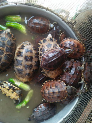 Wildlife wet markets in Vietnam