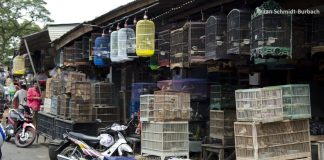 wildlife market china calls ban