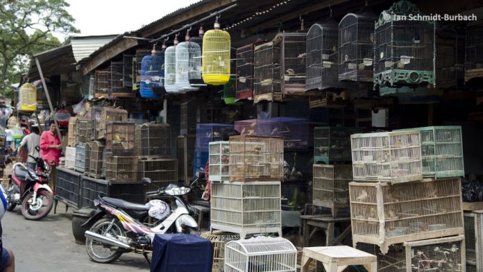wildlife market china calls ban wildlife market china calls ban