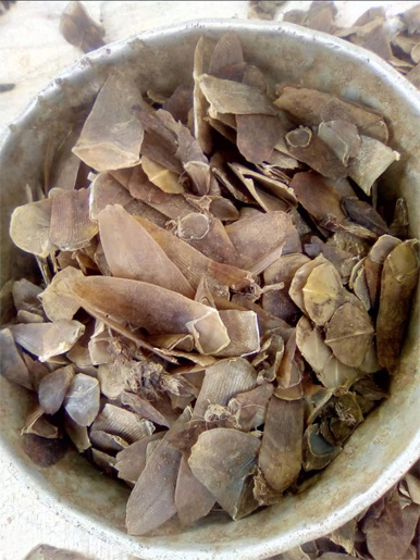 Pangolin scales on sale at a wildlife market in Liberia
