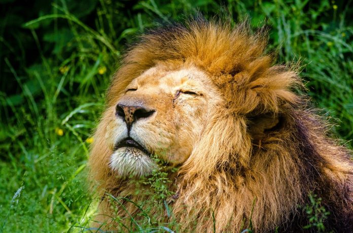 african-lion-951778_1920 african-lion wildlife trade ban