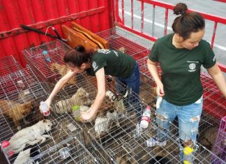 Zhuhai china city bans eating dogs cats wildlife