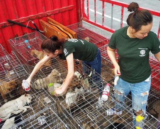 Zhuhai china city bans eating dogs cats wildlife