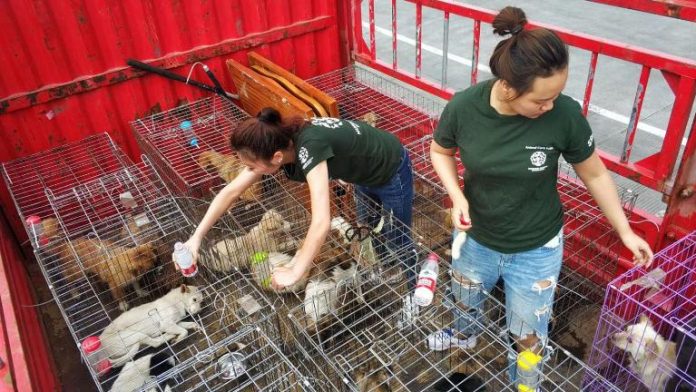 Zhuhai china city bans eating dogs cats wildlife Zhuhai china city bans eating dogs cats wildlife